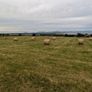 Excellent Quality Hay Bales Image 5