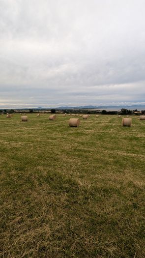 Excellent Quality Hay Bales