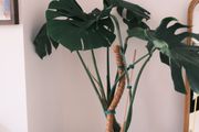Mature Monstera in 25cm Nursery Pot