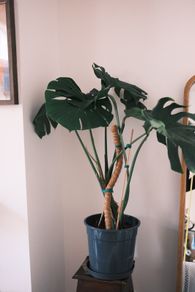 Mature Monstera in 25cm Nursery Pot
