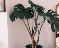 Mature Monstera in 25cm Nursery Pot