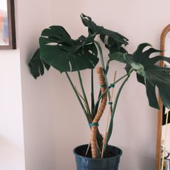 Mature Monstera in 25cm Nursery Pot