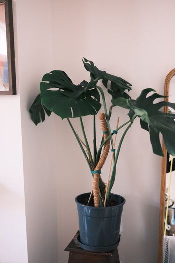 Mature Monstera in 25cm Nursery Pot