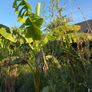 large musa basjoo - japanese hardy banana Image 4