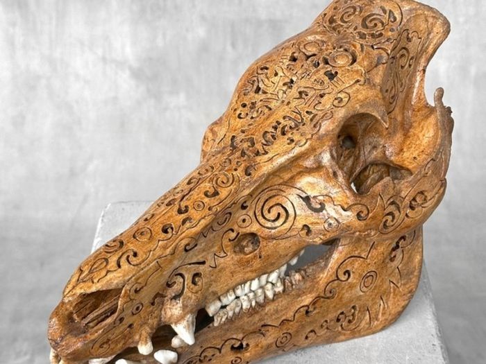 Authentic Hand Carved Wild Boar Skull - Bone