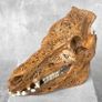 Authentic Hand Carved Wild Boar Skull - Bone Image 10