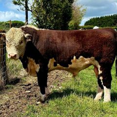 Quality Hereford bulls for sale