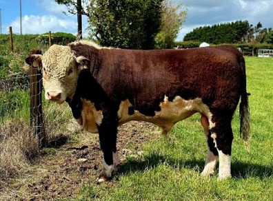 Quality Hereford bulls for sale