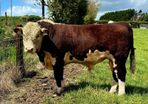 Quality Hereford bulls for sale