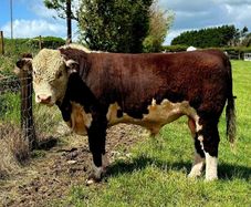 Quality Hereford bulls for sale