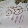 How to Draw Australian Wildlife In Very Good Condition From Pet Smoke Free Home Lots Of Books Listed For 1 2 3 Euro Image 7