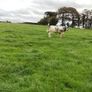 Show heifers Image 8