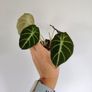 Alocasia Black Velvet Image 2