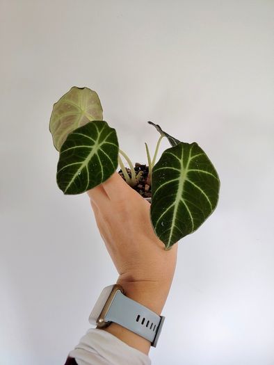 Alocasia Black Velvet