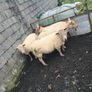 4 ewes inlamb Image 3