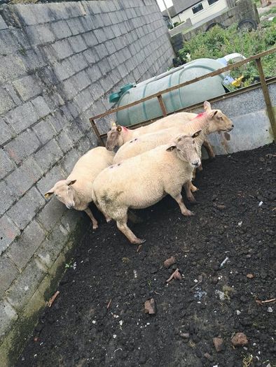 4 ewes inlamb