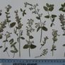 Catmint - Pressed Flowers for Crafting, Flowers, Stems, Leaves Image 2