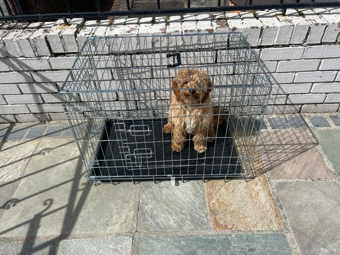 Dog cage