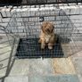 Dog cage Image 4