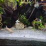 Fluval Fish Tanks 200ltr Image 6