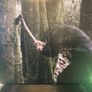 Baptists - Bushcraft Image 2