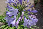 XXL Agapanthus africanus umbellatus Blue plant in the plastic pot