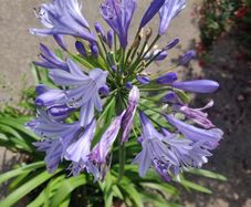 XXL Agapanthus africanus umbellatus Blue plant in the plastic pot