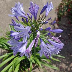 XXL Agapanthus africanus umbellatus Blue plant in the plastic pot