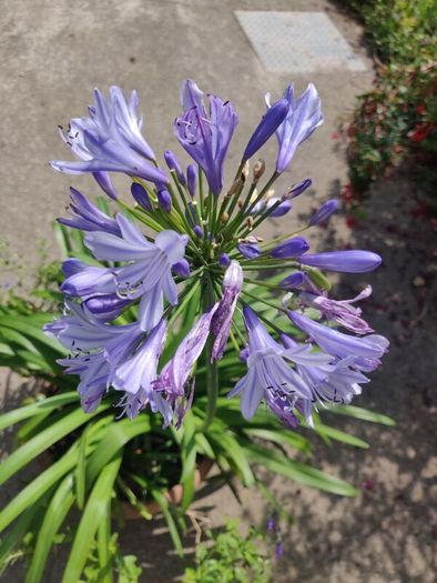 XXL Agapanthus africanus umbellatus Blue plant in the plastic pot