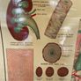 Vintage Poster Anatomical Wall Chart 1940s Image 7