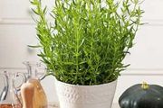(H) Anise Hyssop seeds 0.5g (183062)