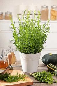 (H) Anise Hyssop seeds 0.5g (183062)