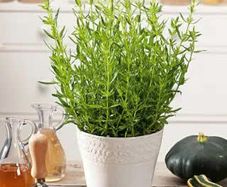 (H) Anise Hyssop seeds 0.5g (183062)