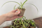 Spider plant pups house plant