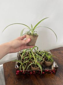Spider plant pups house plant