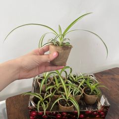 Spider plant pups house plant