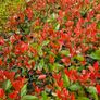 Red Robin Hedging Plants Image 7