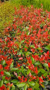 Red Robin Hedging Plants