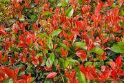 Red Robin Hedging Plants