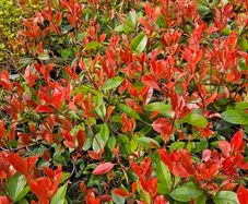 Red Robin Hedging Plants