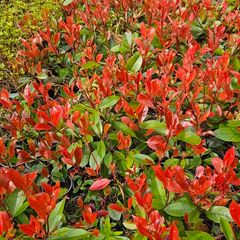 Red Robin Hedging Plants