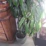 dracaena Elegans Image 2