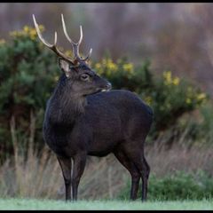 Deer stalking & vermin control