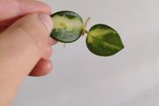 Hoya Mathilde Variegated