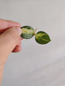 Hoya Mathilde Variegated