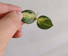 Hoya Mathilde Variegated