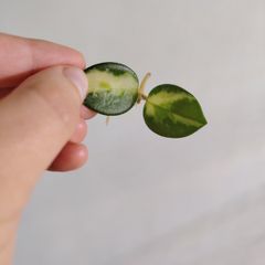 Hoya Mathilde Variegated