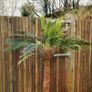 Artificial palm tree Image 2