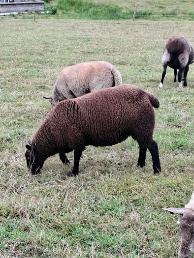 2  Butchers Lambs.