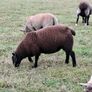 2  Butchers Lambs. Image 8